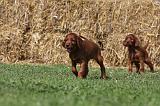 SETTER IRLANDAIS 150